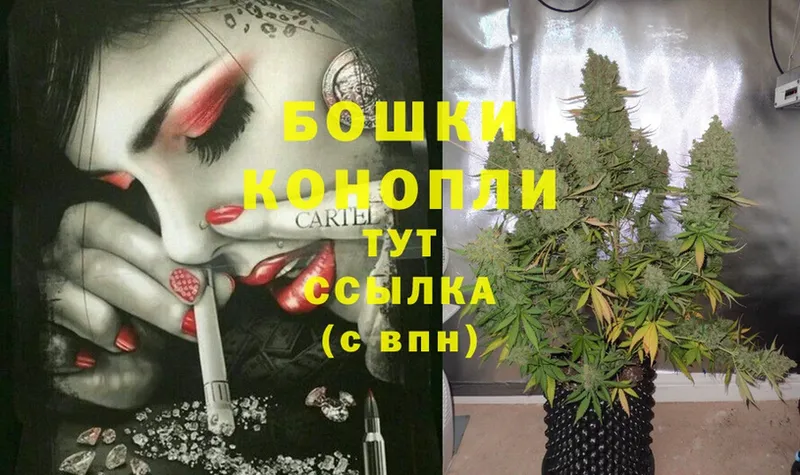 Каннабис сатива  Гатчина 